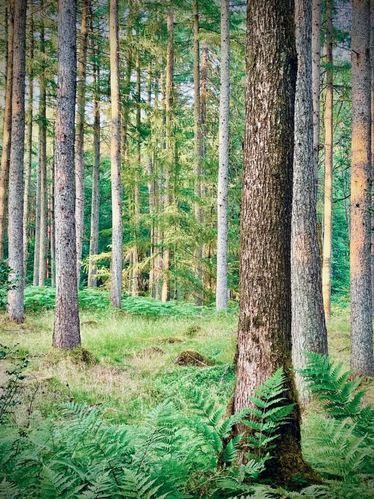 brown-trees-on-green-grass-field-during-daytime-3brve5as79a