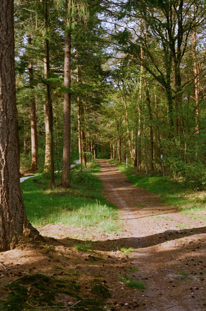 pine forest path FSC Certification example