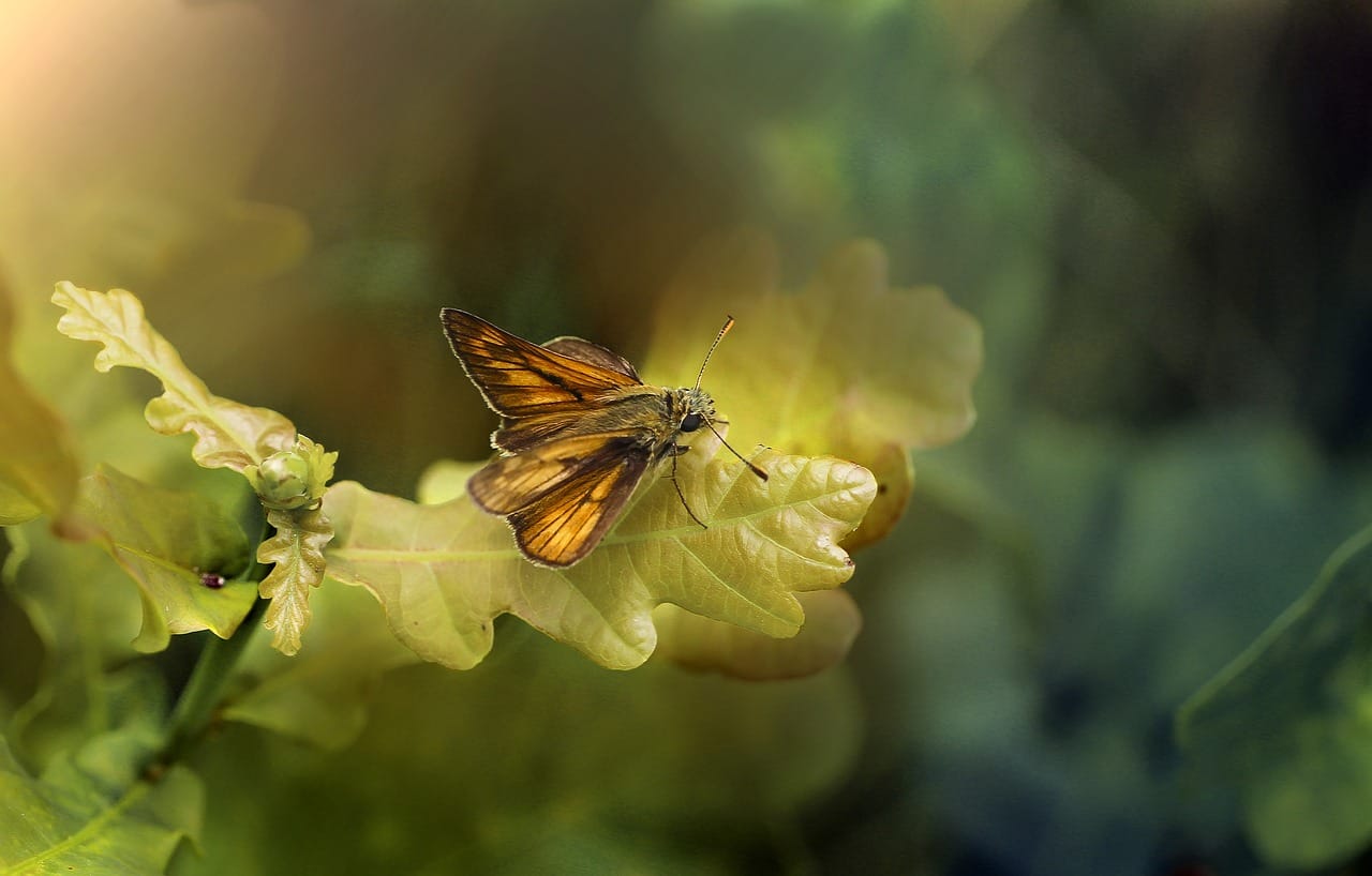 butterfly, insect, nature