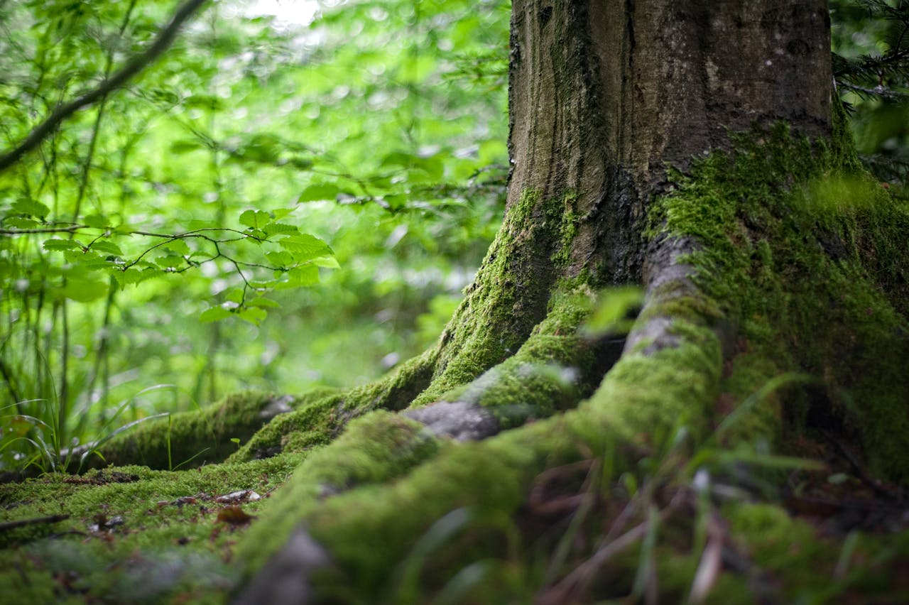 mossy tree trunk in green forest FSC Certification example